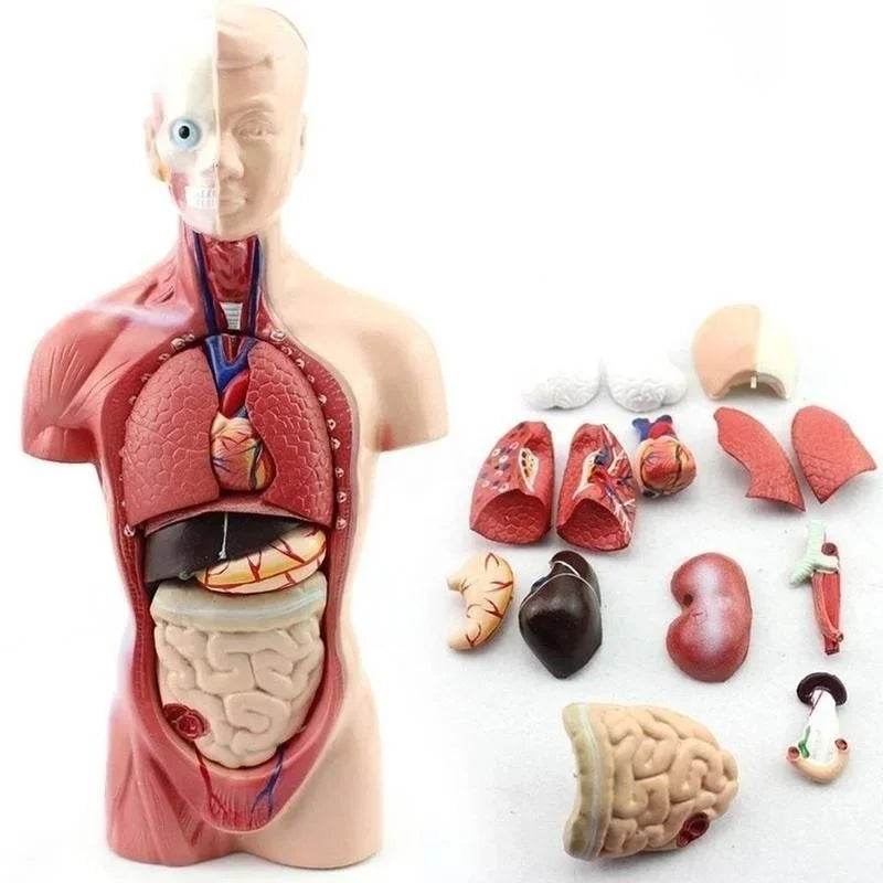 Modelo de corpo de torso humano de 28 cm com anatomia e órgãos internos para materiais de ensino e aprendizagem - ToylandEU