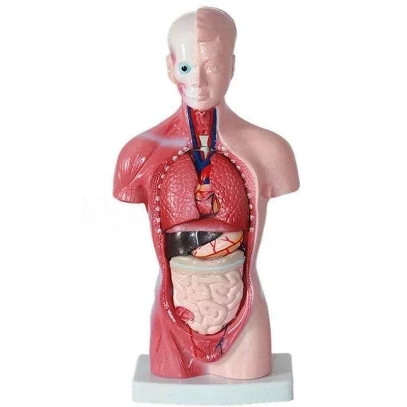 Modelo de corpo de torso humano de 28 cm com anatomia e órgãos internos para materiais de ensino e aprendizagem - ToylandEU