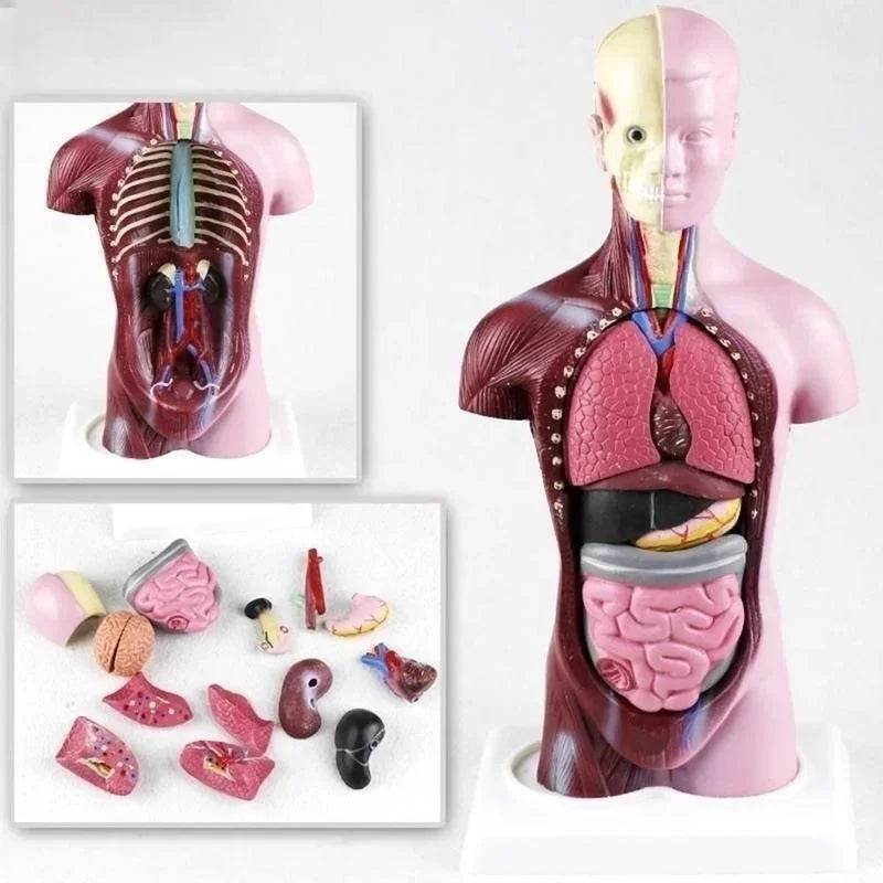 Modelo de corpo de torso humano de 28 cm com anatomia e órgãos internos para materiais de ensino e aprendizagem - ToylandEU