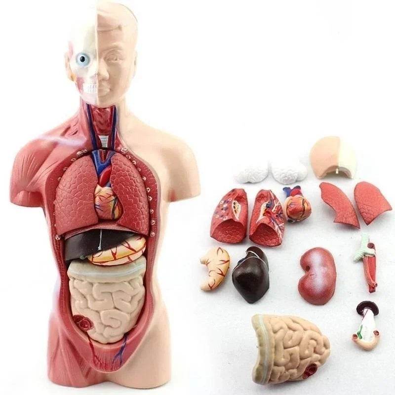 Modelo de corpo de torso humano de 28 cm com anatomia e órgãos internos para materiais de ensino e aprendizagem - ToylandEU