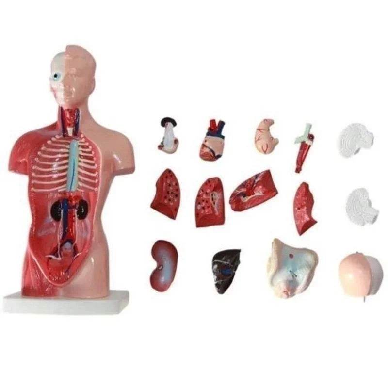 Modelo de corpo de torso humano de 28 cm com anatomia e órgãos internos para materiais de ensino e aprendizagem - ToylandEU