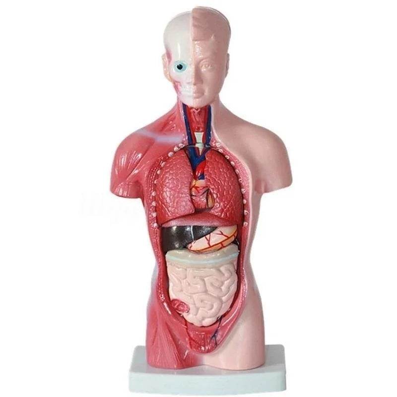 Modelo de corpo de torso humano de 28 cm com anatomia e órgãos internos para materiais de ensino e aprendizagem - ToylandEU
