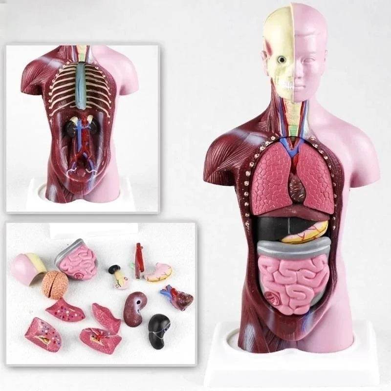 Modelo de corpo de torso humano de 28 cm com anatomia e órgãos internos para materiais de ensino e aprendizagem - ToylandEU