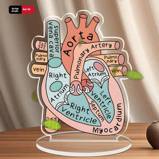  2D Heart Anatomy Acrylic Model Educational Display -  ToylandEU™