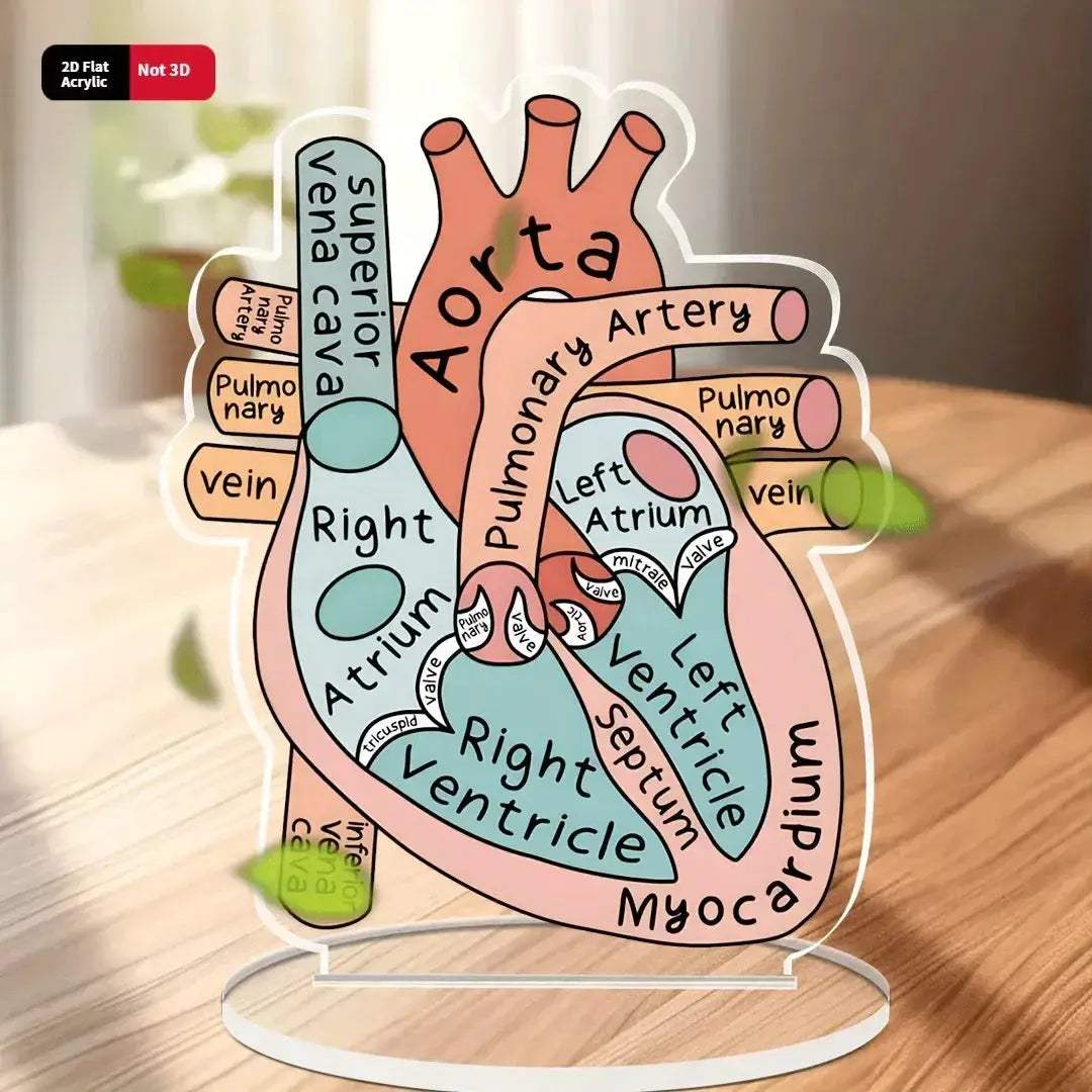 2D Heart Anatomy Acrylic Model Educational Display - ToylandEU