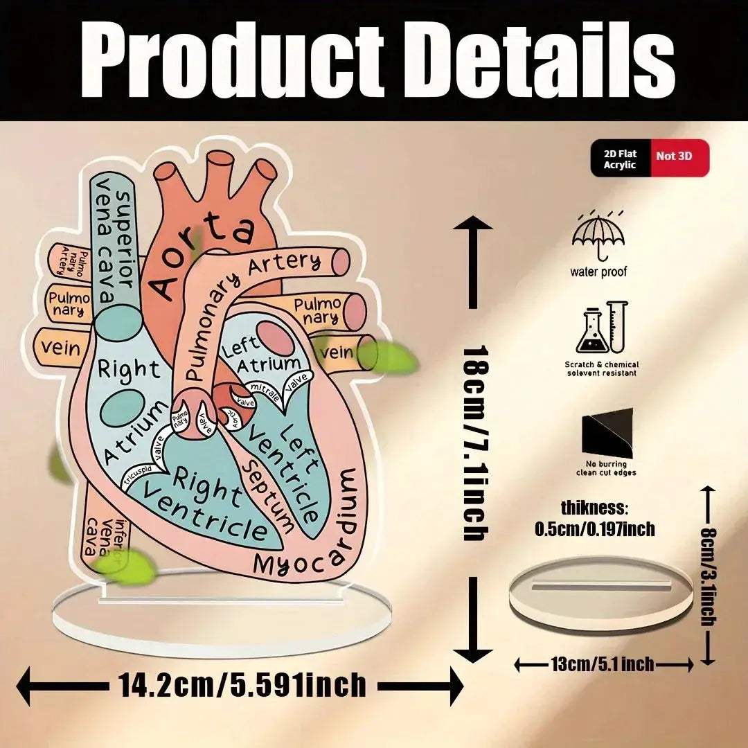 2D Heart Anatomy Acrylic Model Educational Display - ToylandEU