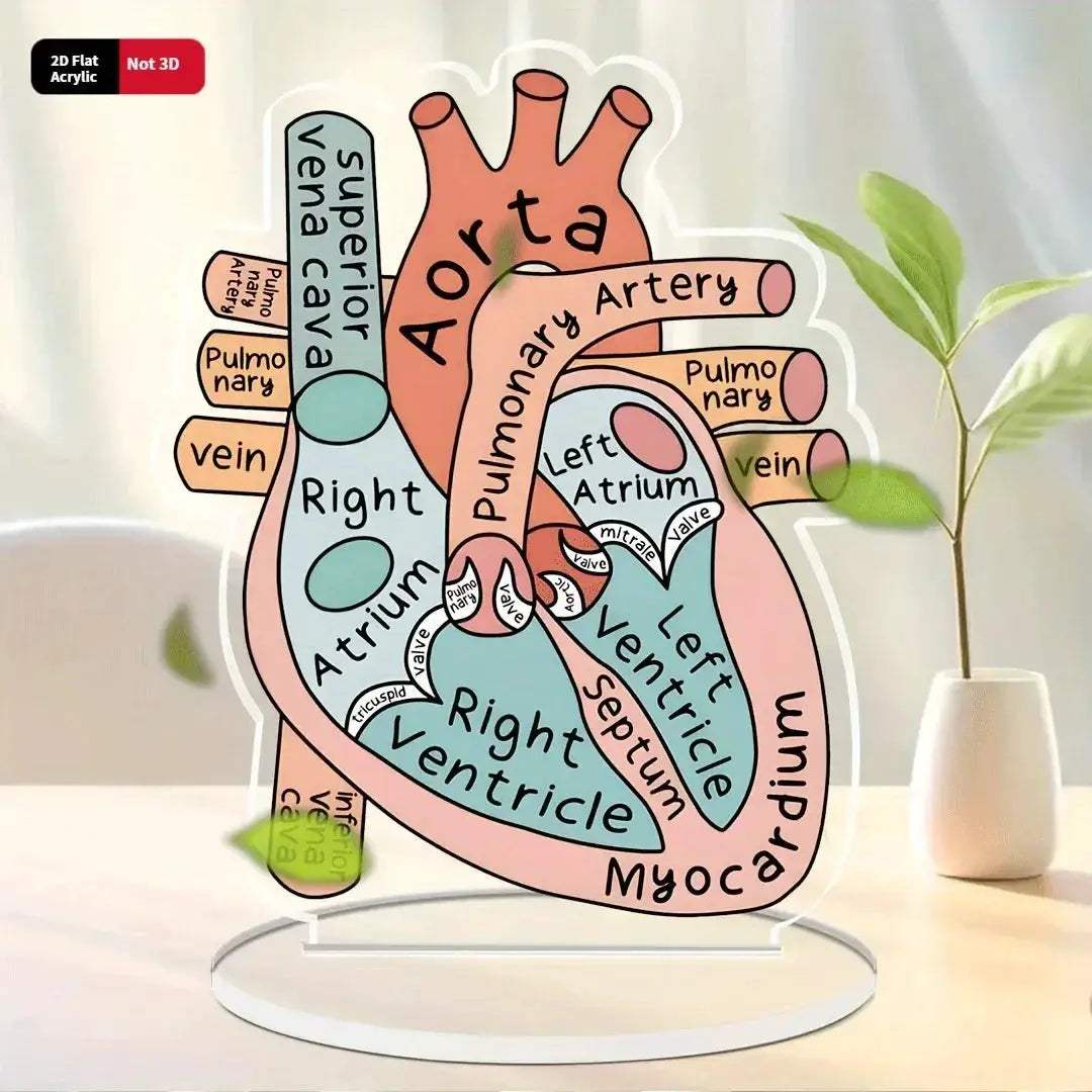 2D Heart Anatomy Acrylic Model Educational Display - ToylandEU