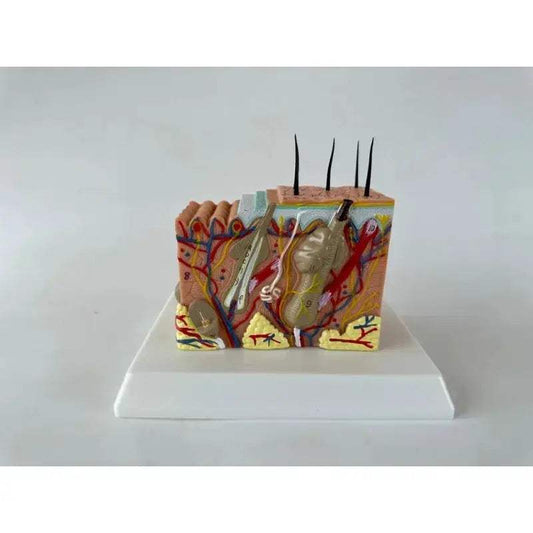35x Enlarged Skin Anatomy Model For Medical And Cosmetic Training - ToylandEU