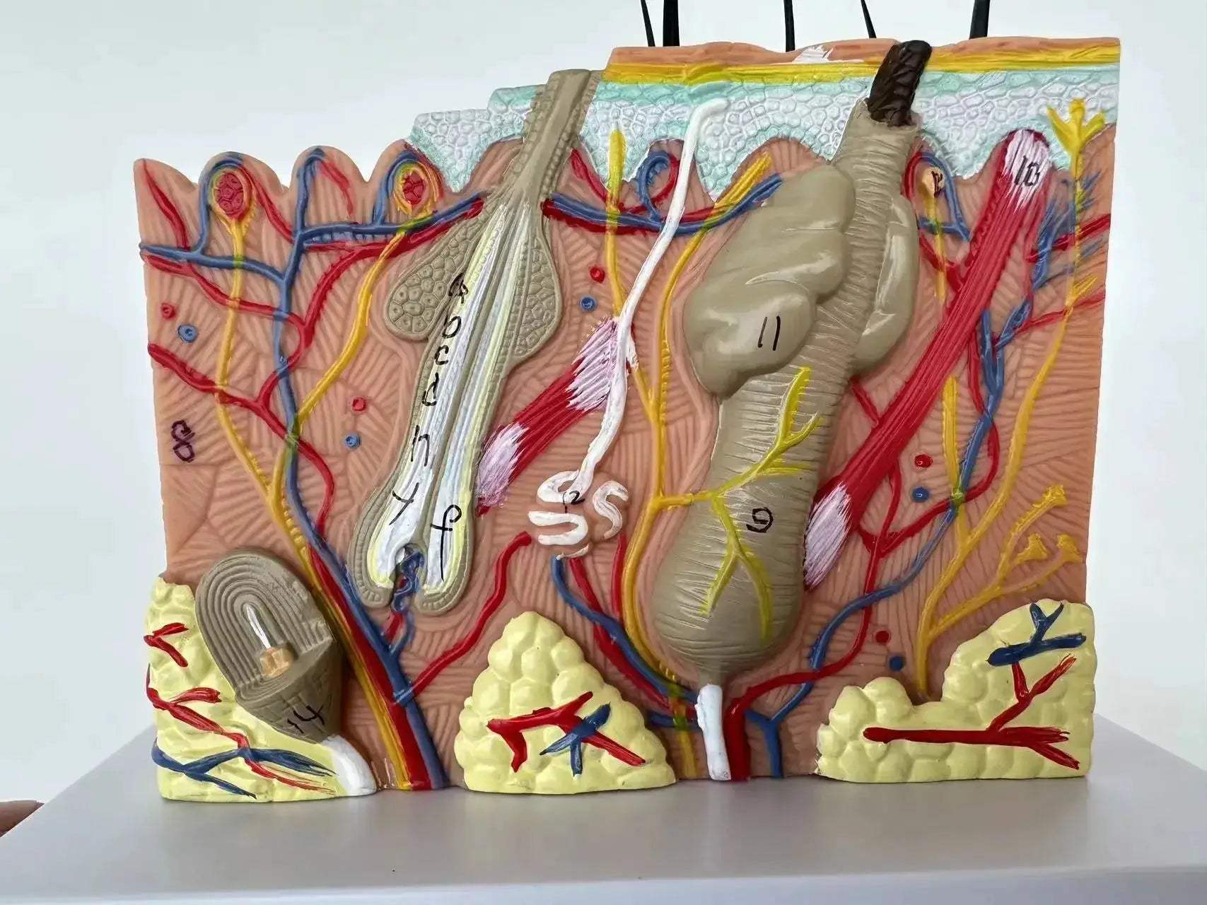 35x Enlarged Skin Anatomy Model For Medical And Cosmetic Training - ToylandEU