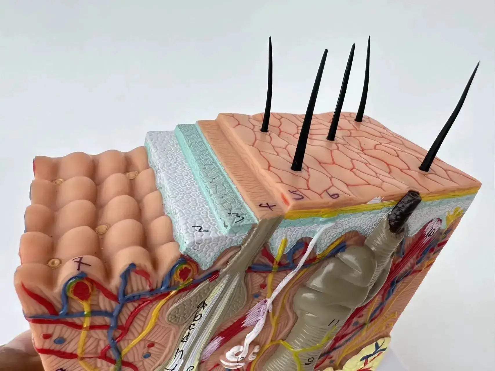 35x Enlarged Skin Anatomy Model For Medical And Cosmetic Training - ToylandEU