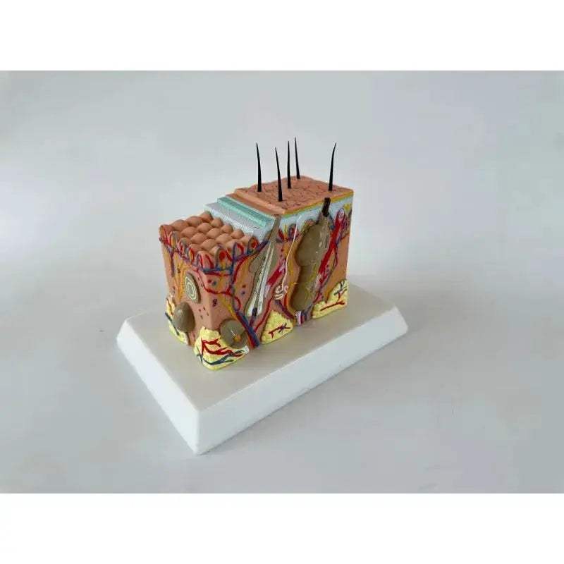 35x Enlarged Skin Anatomy Model For Medical And Cosmetic Training - ToylandEU