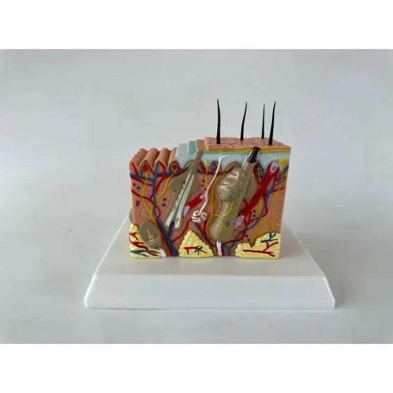  35x Enlarged Skin Anatomy Model For Medical Training -  ToylandEU™