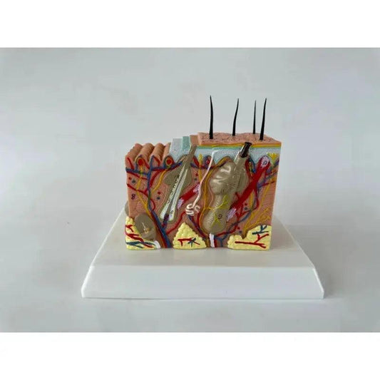  35x Enlarged Skin Anatomy Model For Medical Training -  ToylandEU™