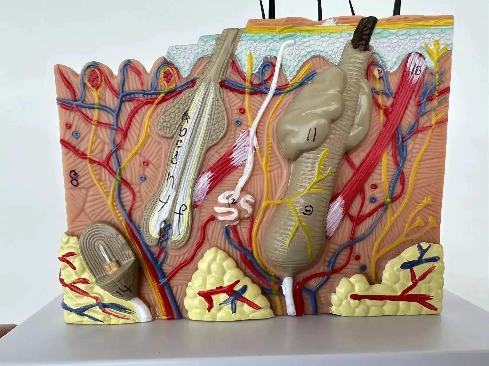  35x Enlarged Skin Anatomy Model For Medical Training -  ToylandEU™