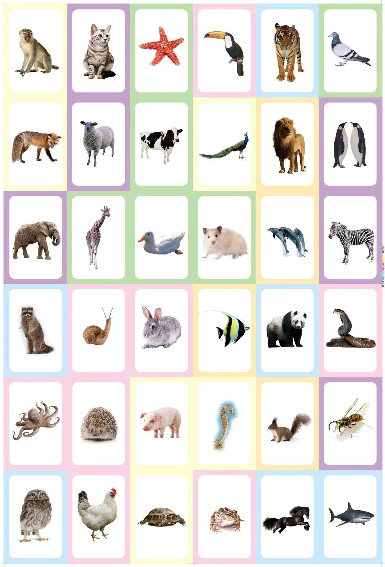 36Pcs Kids Cognition Card Shape Animal Color Teaching Baby English Learning Word Card Education Montessori Toys - ToylandEU