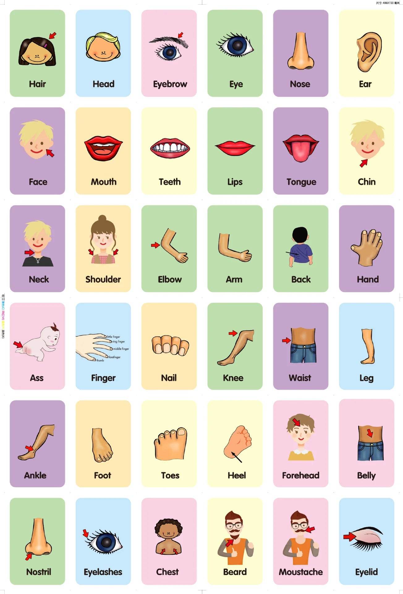 36Pcs Kids Cognition Card Shape Animal Color Teaching Baby English Learning Word Card Education Montessori Toys - ToylandEU