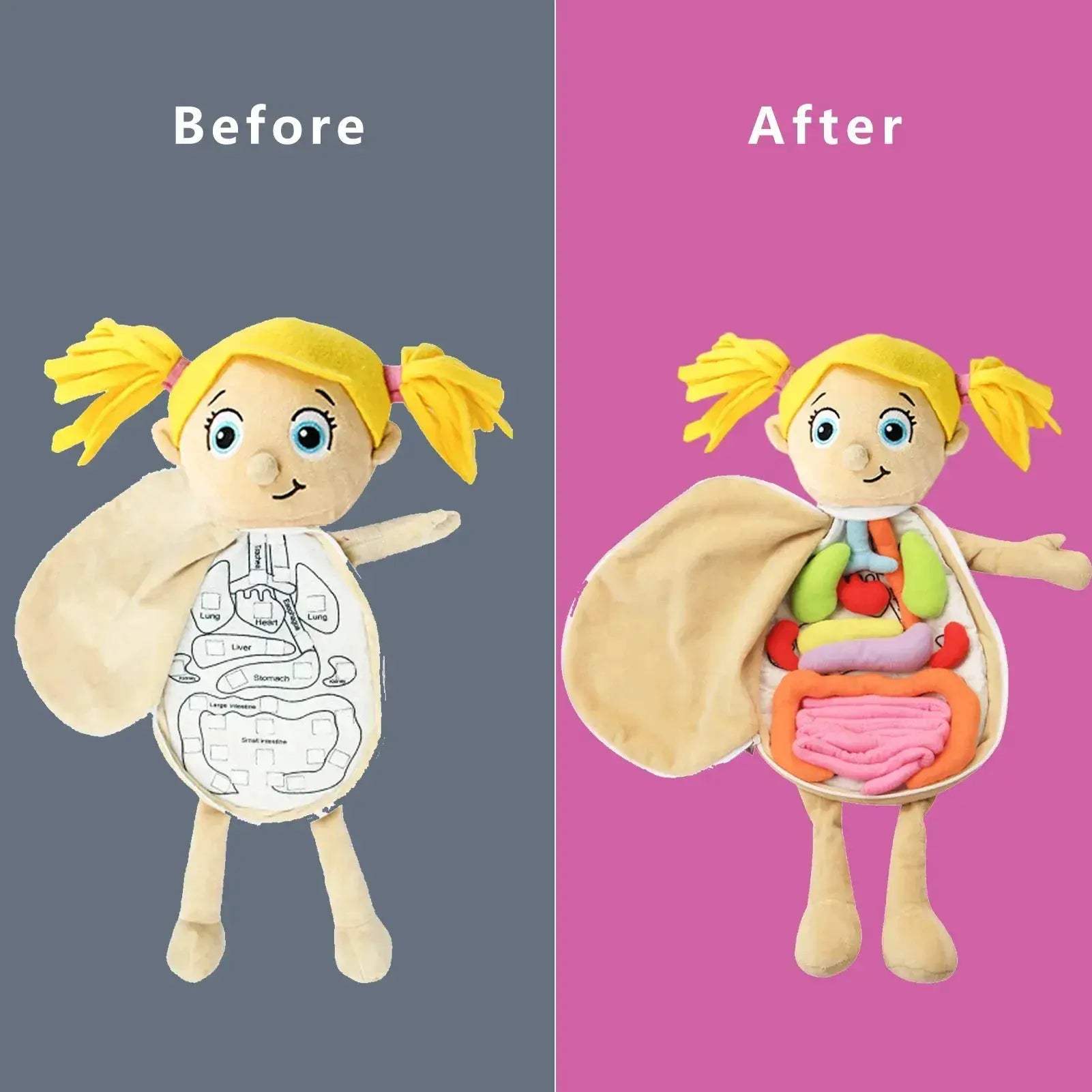 3D Anatomy Organ Model Toy For Kids Educational Body Learning - ToylandEU