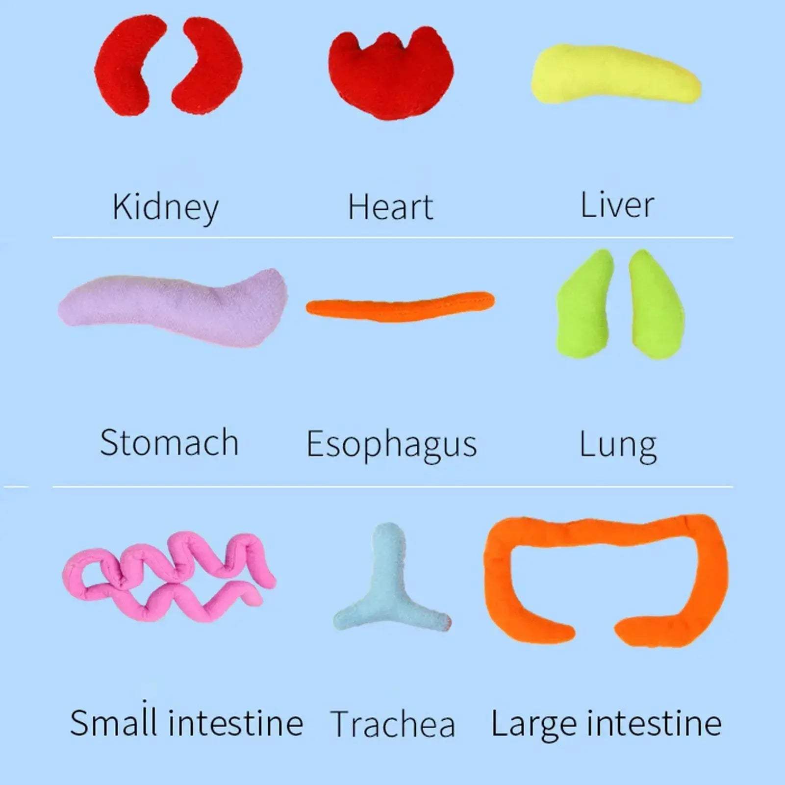3D Anatomy Organ Model Toy For Kids Educational Body Learning - ToylandEU