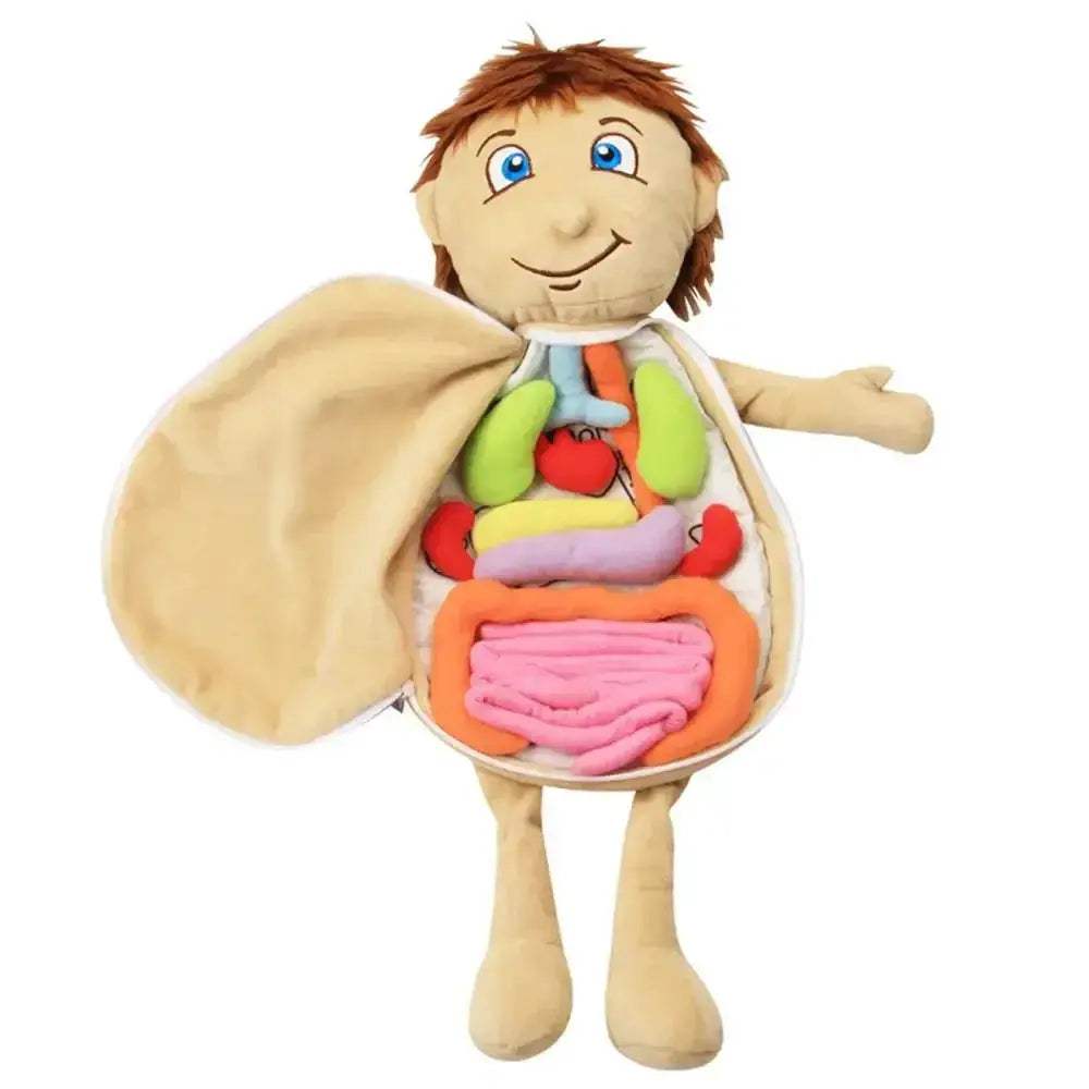 3D Anatomy Organ Model Toy For Kids Educational Body Learning - ToylandEU