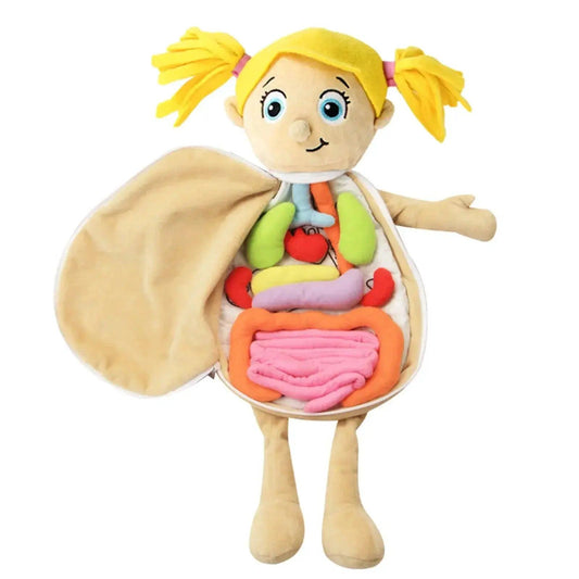  3D Anatomy Organ Model Toy For Kids Educational CE Certified -  ToylandEU™