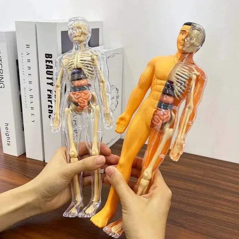 3D Anatomy Puzzle for Kids Educational Body Organ Model - ToylandEU
