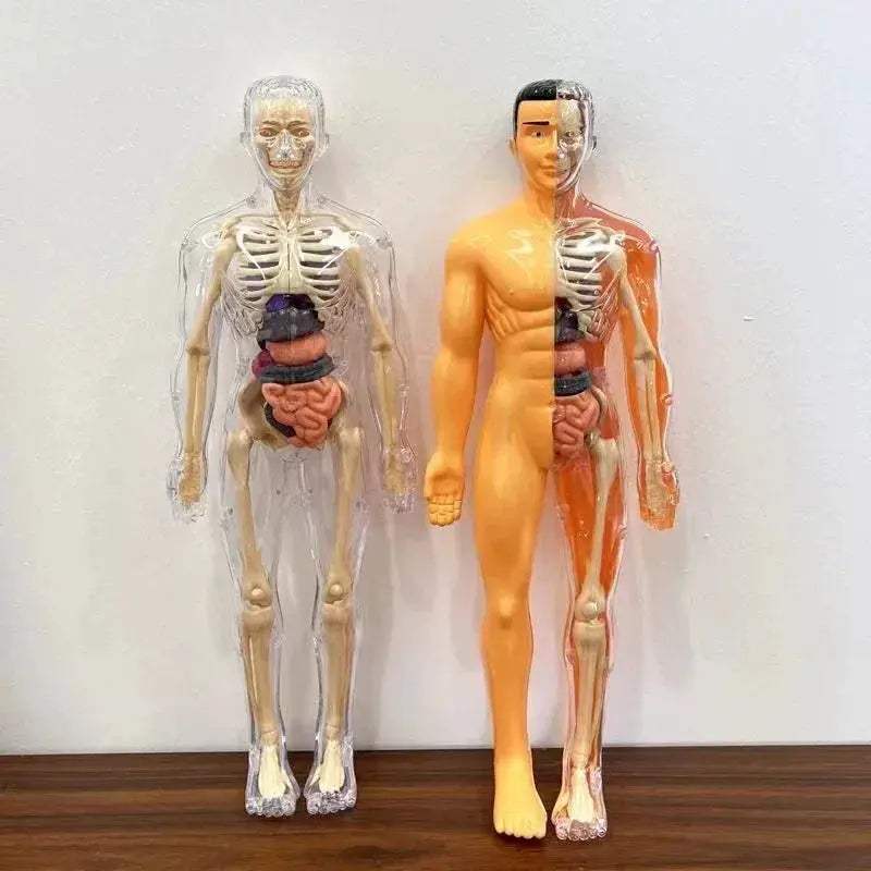 3D Anatomy Puzzle for Kids Educational Body Organ Model - ToylandEU
