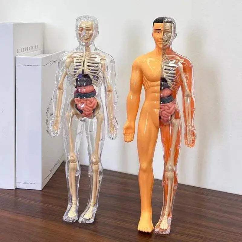 3D Anatomy Puzzle for Kids Educational Body Organ Model - ToylandEU