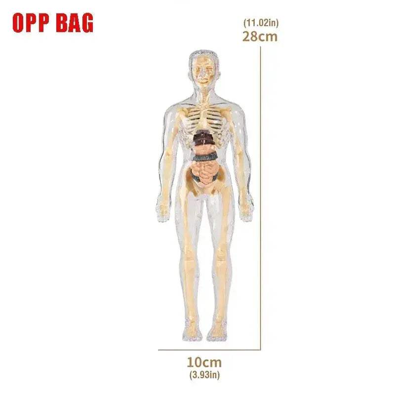 3D Anatomy Puzzle for Kids Educational Body Organ Model - ToylandEU