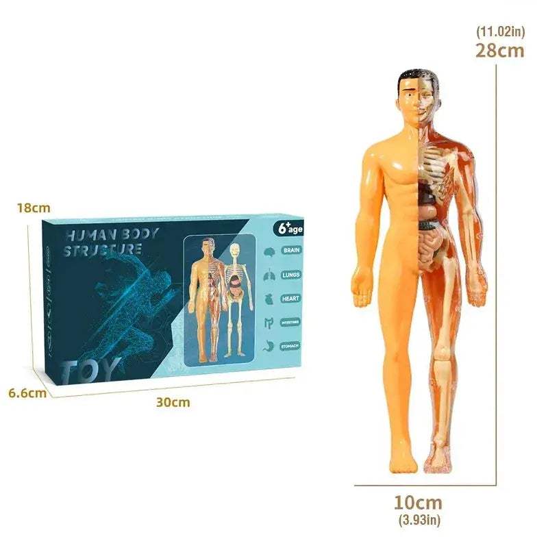3D Anatomy Puzzle for Kids Educational Body Organ Model - ToylandEU