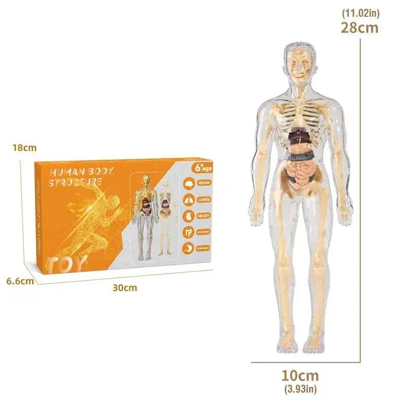 3D Anatomy Puzzle for Kids Educational Body Organ Model - ToylandEU