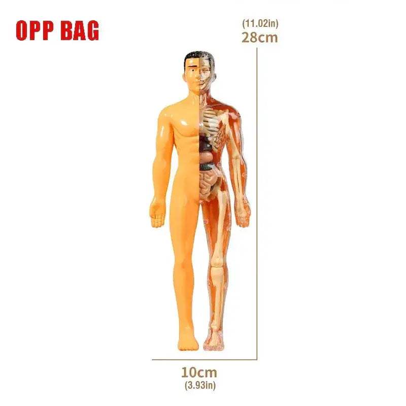 3D Anatomy Puzzle for Kids Educational Body Organ Model - ToylandEU