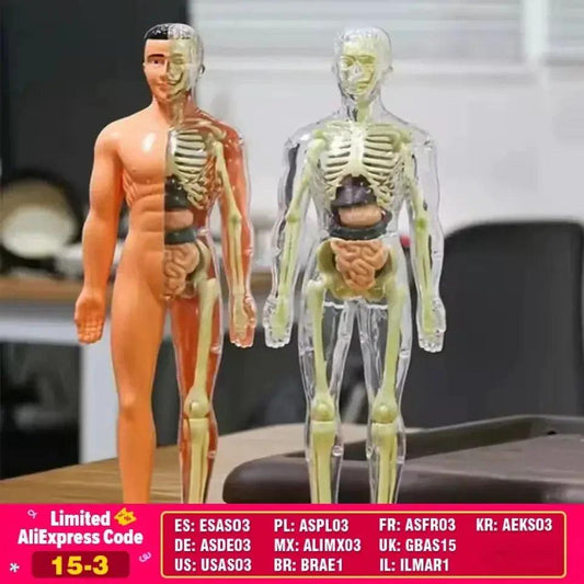  3D Anatomy Puzzle for Kids Educational Organ Model -  ToylandEU™