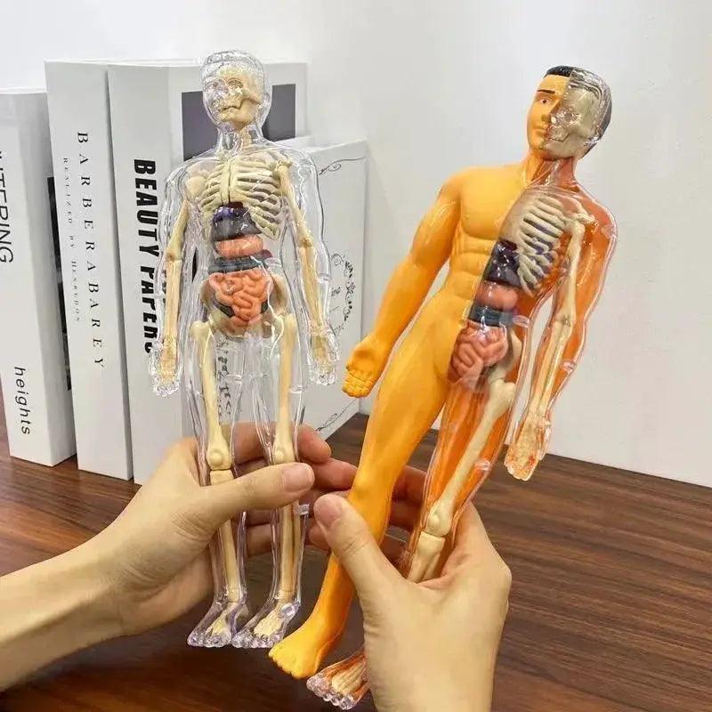  3D Anatomy Puzzle for Kids Educational Organ Model -  ToylandEU™