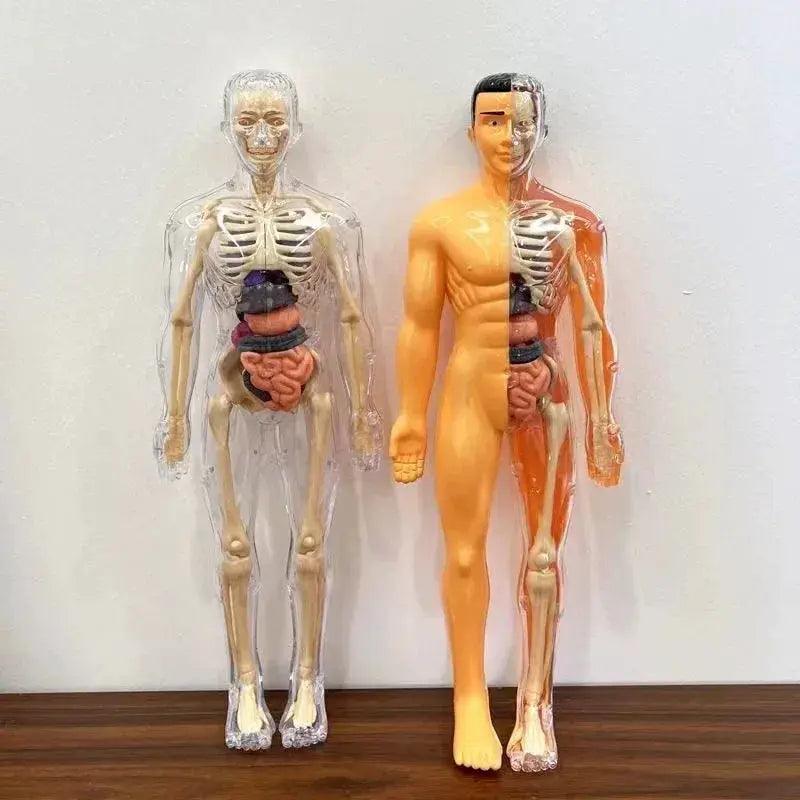  3D Anatomy Puzzle for Kids Educational Organ Model -  ToylandEU™