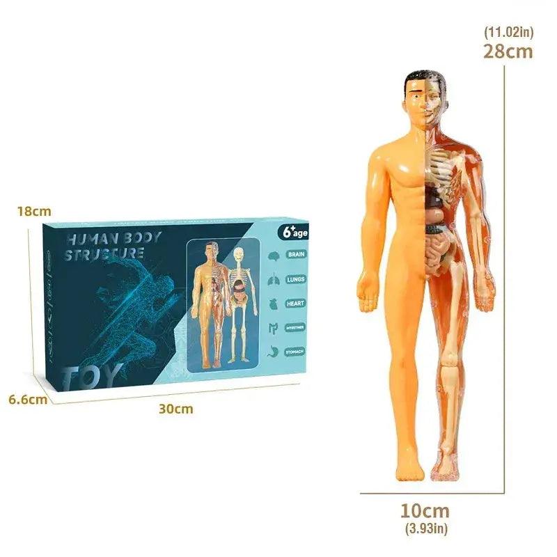 3D Anatomy Puzzle for Kids Educational Organ Model -  ToylandEU™