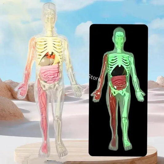  3D Anatomy Skeleton Torso Model CE Educational Toy -  ToylandEU™