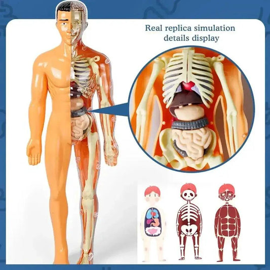  3D Anatomy Skeleton Torso Model CE Educational Toy -  ToylandEU™