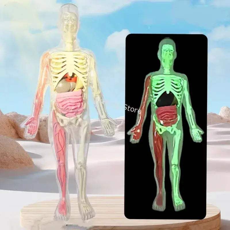 3D Anatomy Skeleton Torso Model Luminous Educational Toy - ToylandEU