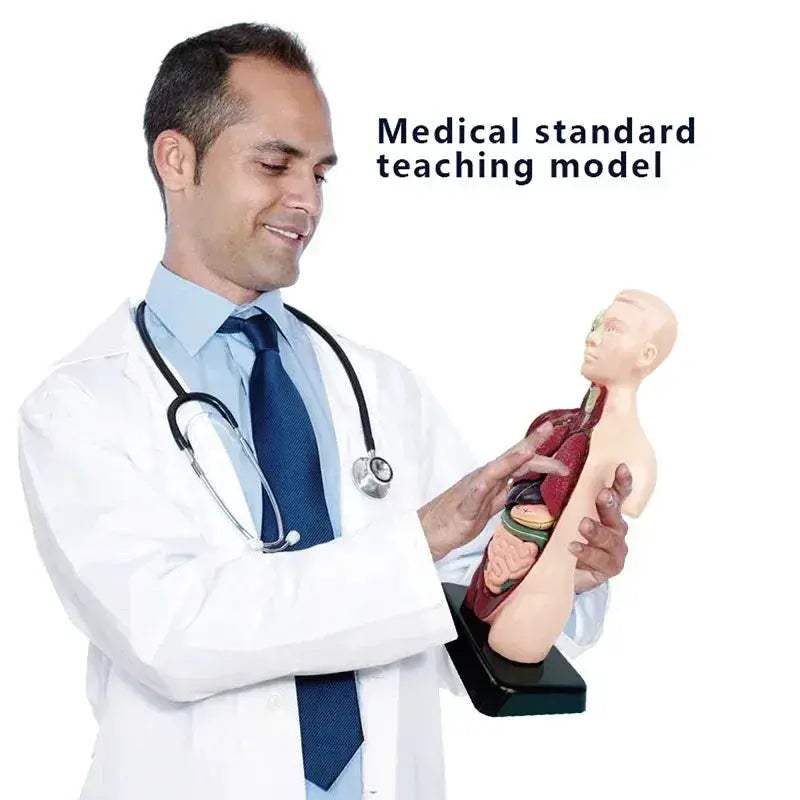 3D Anatomy Skeleton Torso Model Luminous Educational Toy - ToylandEU