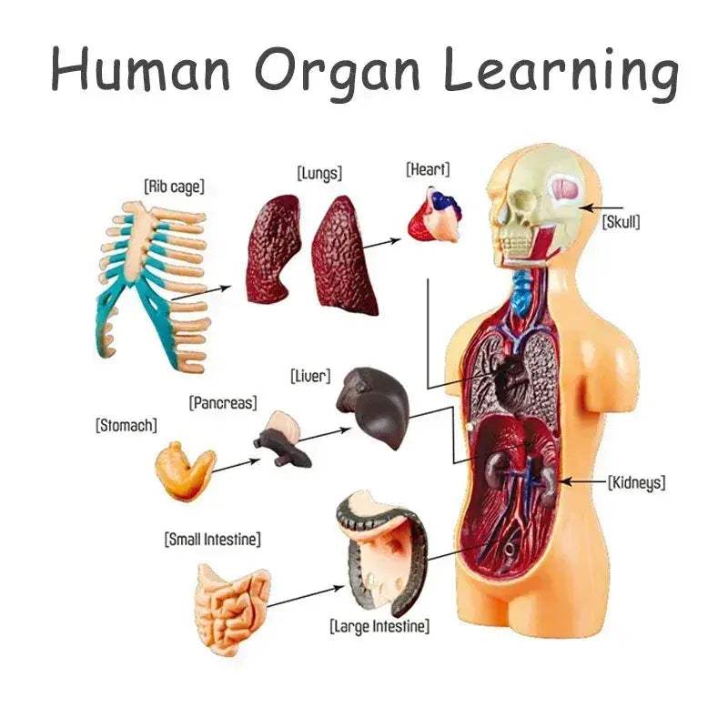 3D Anatomy Skeleton Torso Model Luminous Educational Toy - ToylandEU