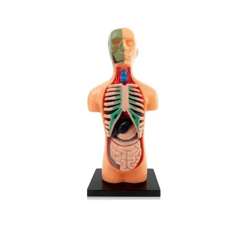 3D Anatomy Skeleton Torso Model Luminous Educational Toy - ToylandEU