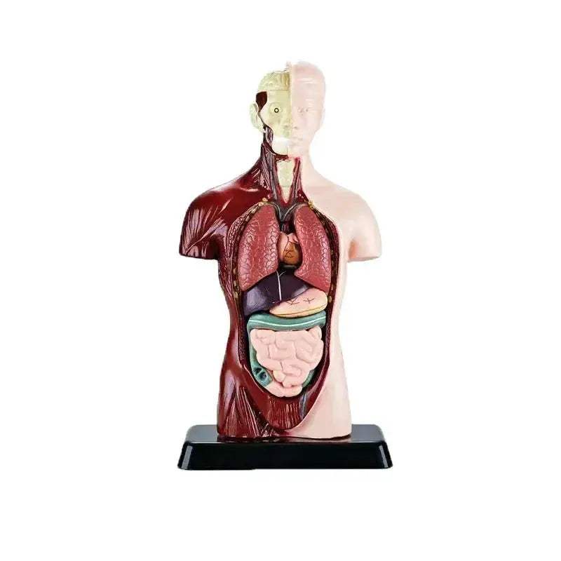 3D Anatomy Skeleton Torso Model Luminous Educational Toy - ToylandEU