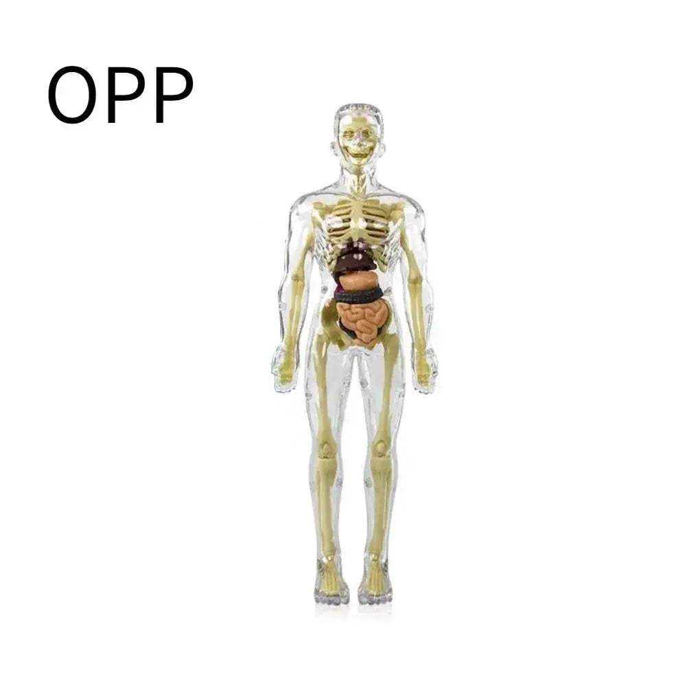 3D Anatomy Skeleton Torso Model Luminous Educational Toy - ToylandEU