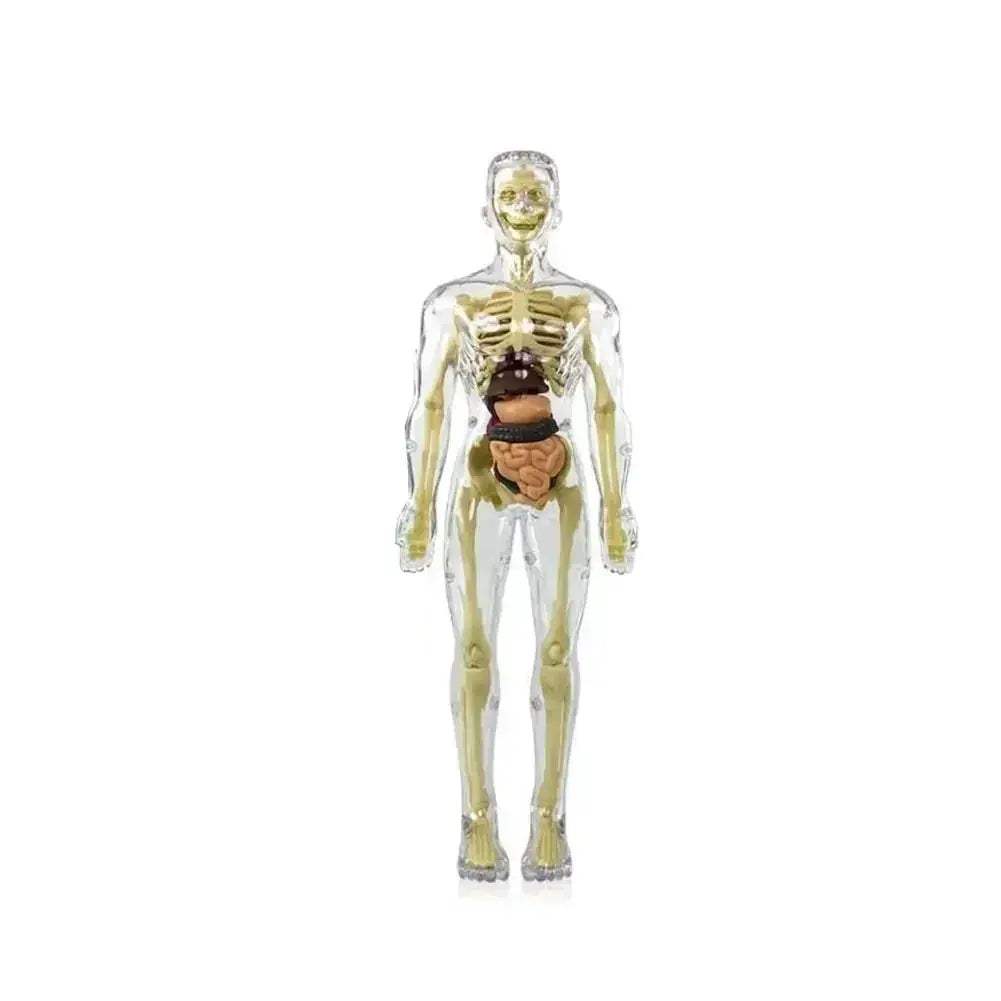 3D Anatomy Skeleton Torso Model Luminous Educational Toy - ToylandEU