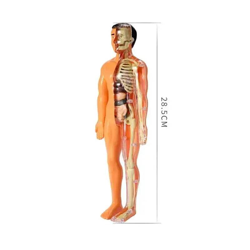 3D Anatomy Skeleton Torso Model Luminous Educational Toy - ToylandEU