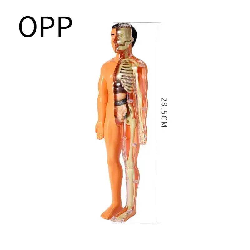 3D Anatomy Skeleton Torso Model Luminous Educational Toy - ToylandEU