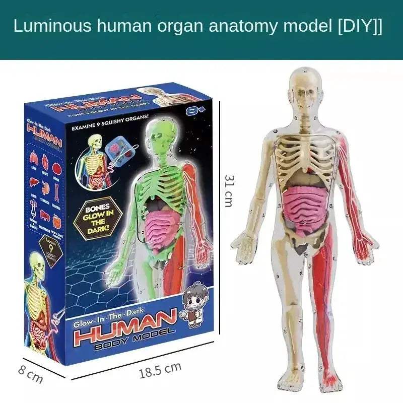 3D Anatomy Skeleton Torso Model Luminous Educational Toy - ToylandEU