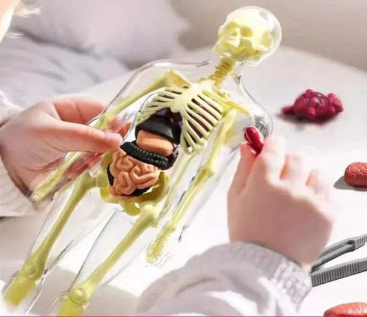 3D Anatomy Torso Model For Kids With Removable Organs - ToylandEU