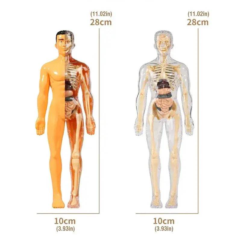 3D Anatomy Torso Model For Kids With Removable Organs - ToylandEU