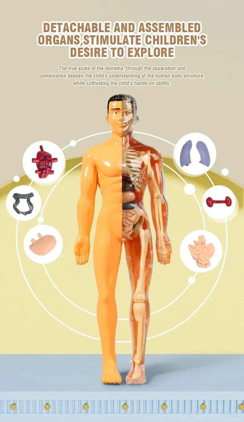 3D Anatomy Torso Model For Kids With Removable Organs - ToylandEU